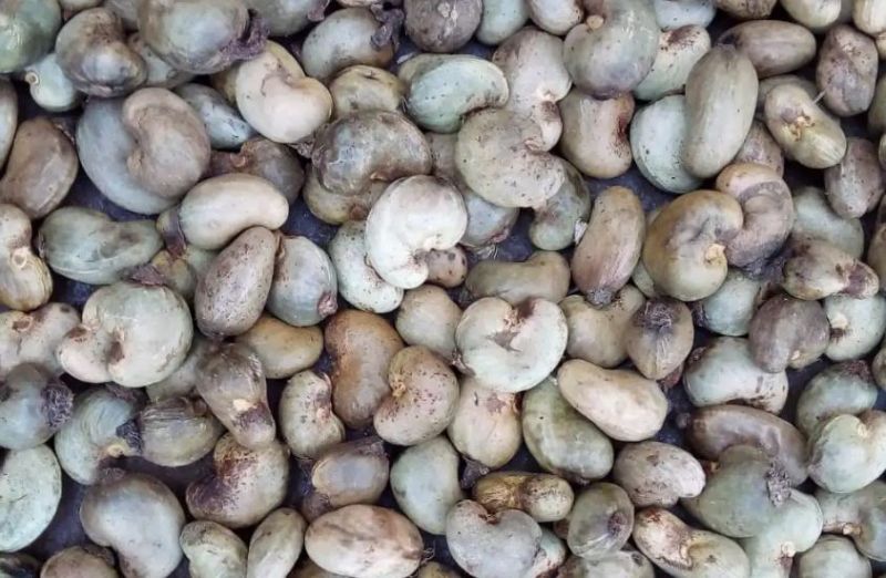 Raw Cashew Nuts