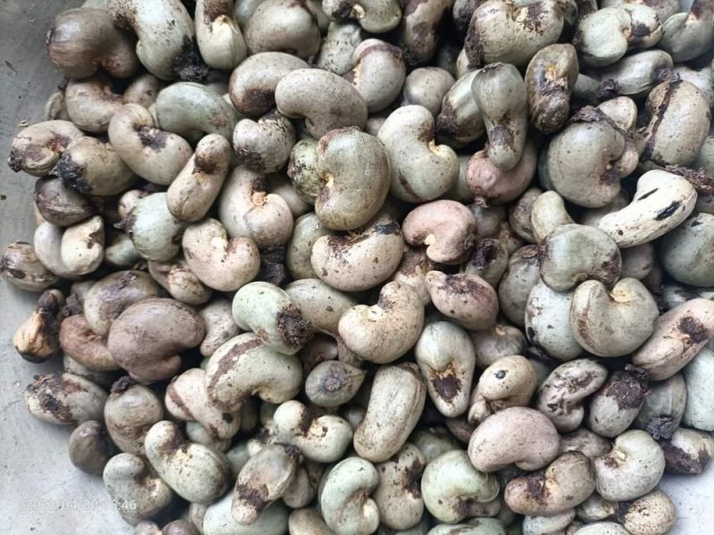 Raw Whole Cashew Nuts