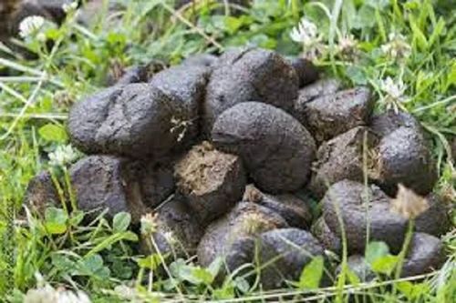 Donkey Dung