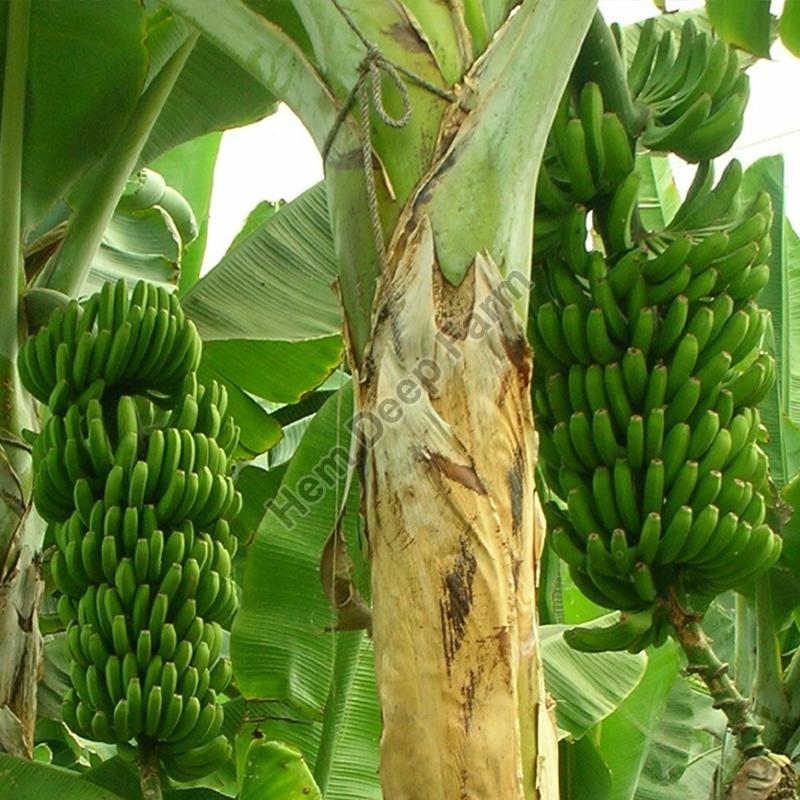 Banana Plants