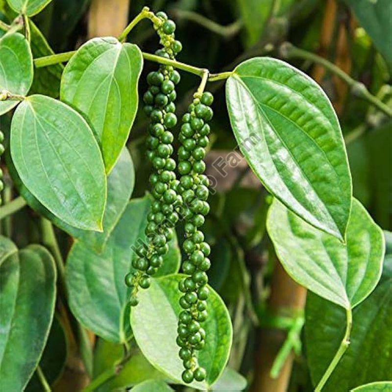 Black Pepper Plants