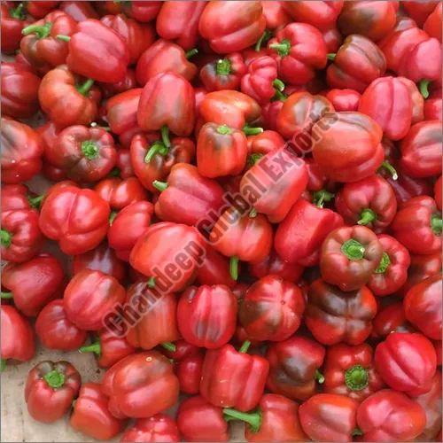 Red Capsicum