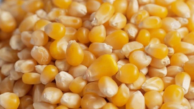 Yellow Whole Maize
