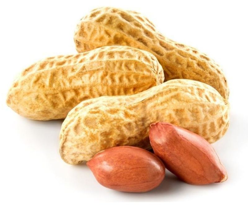 Groundnut