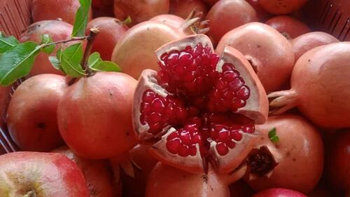 Red Pomegranate