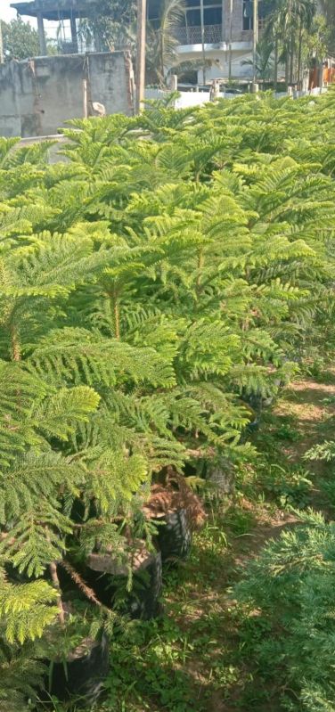 Araucaria Kuki Plants