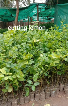 lemon plant