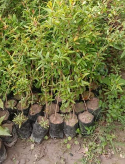 pomegranate plants