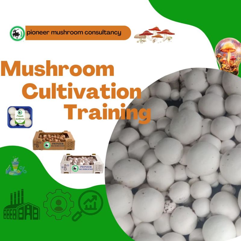 Mushroom Cultivation Training Services