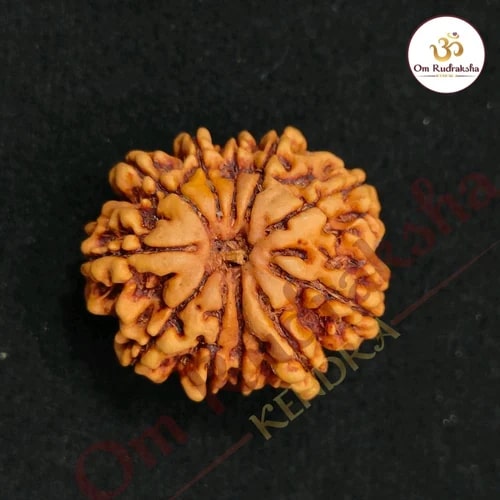 11 Mukhi Round Rudraksha Beads