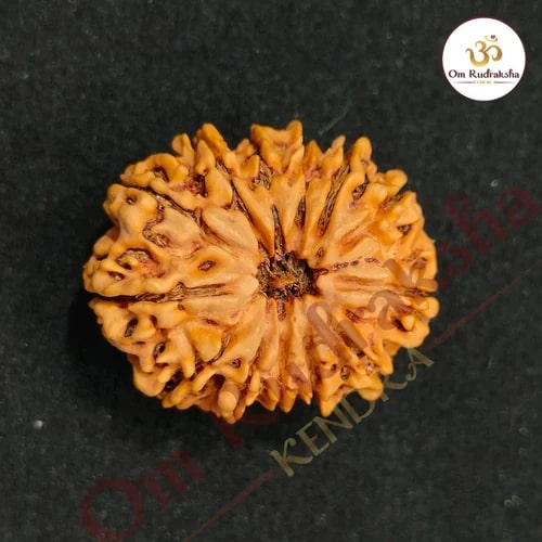 13 Mukhi Round Rudraksha Beads