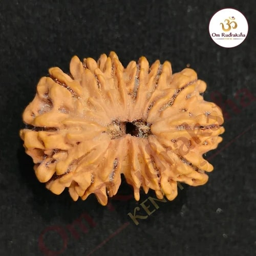 14 Mukhi Nepali Rudraksha Beads