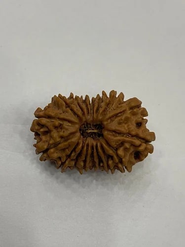 17 Mukhi Nepali Rudraksha Beads