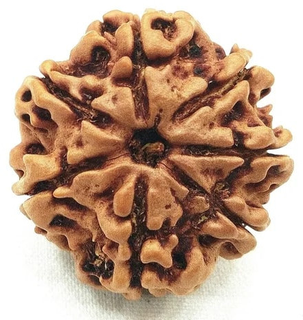 6 Mukhi Nepali Rudraksha Beads