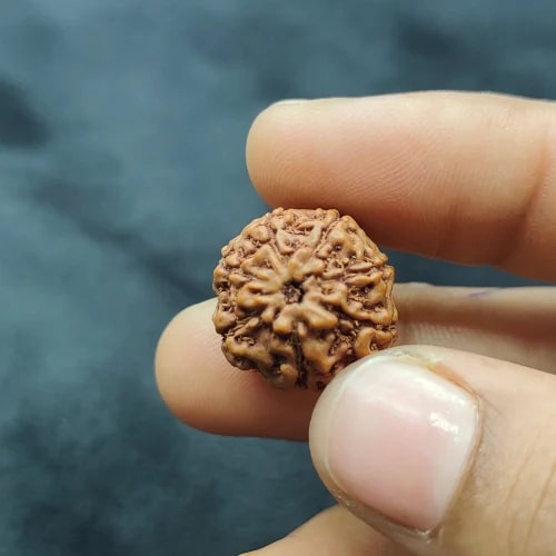 7 Mukhi Indonesian Rudraksha Beads