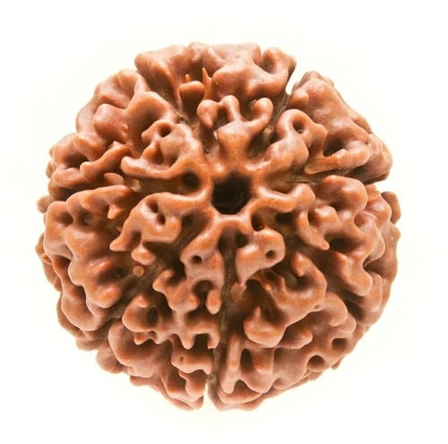 7 Mukhi Round Rudraksha Beads