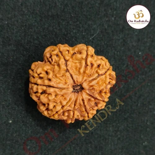 8 Mukhi Round Rudraksha Beads