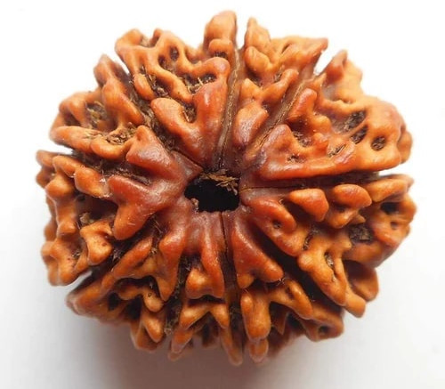 9 Mukhi Round Rudraksha Beads