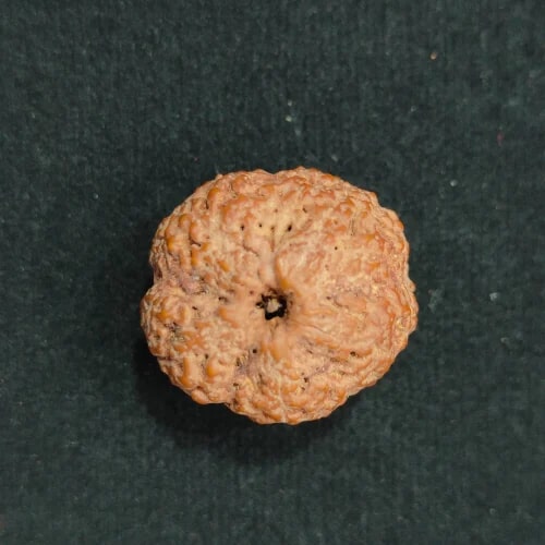 Faceless Nepali Rudraksha Beads