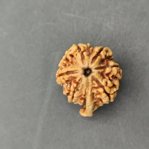 Ganesh Mukhi Rudraksha Beads