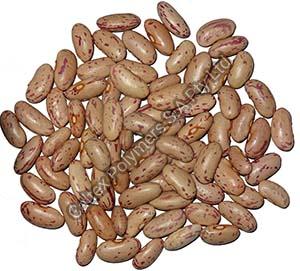 Pinto Beans