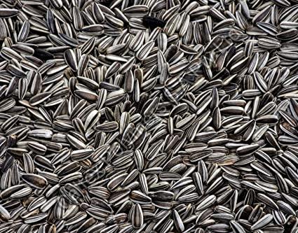 Sunflower Seeds