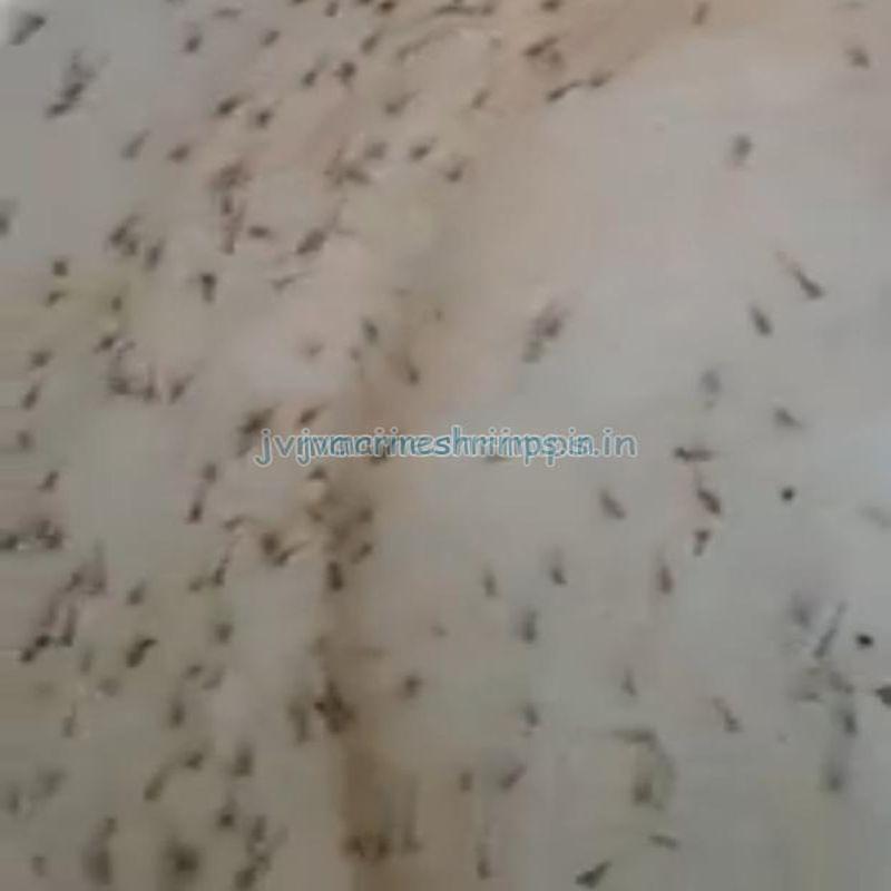 Bagda Prawn Seeds