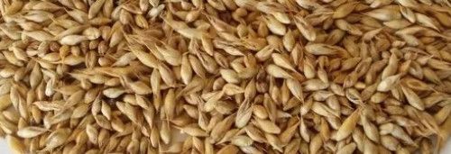 Bamboo Seeds