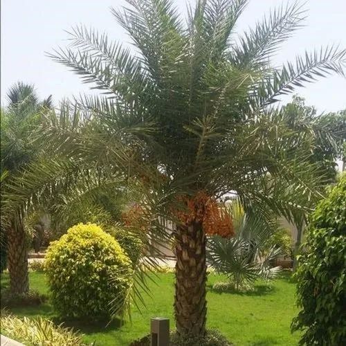 10 Feet Date Palm Tree