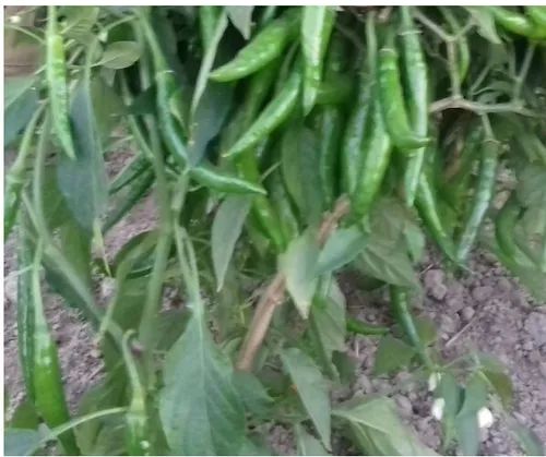 Green Chilli Seeds