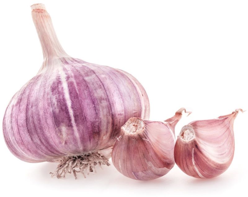 Purple Garlic