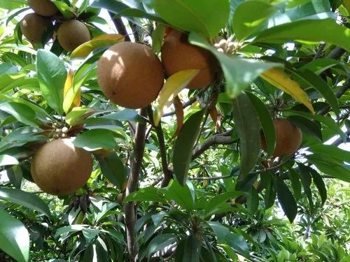 Sapota Plants