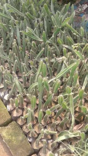 Fresh Dragon Fruit Plant