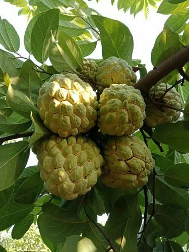 Full Sun Exposure Custard Apple Plant