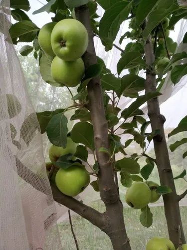 Full Sun Exposure Green Apple Plant