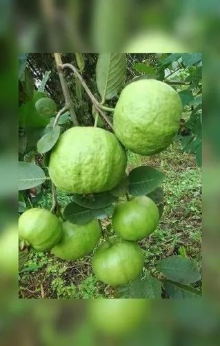 G Vilas Guava Plant