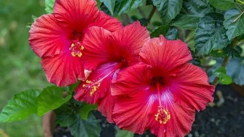 Hibiscus Plant