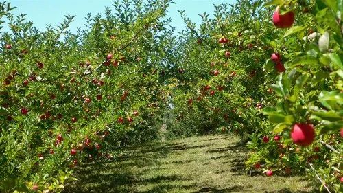 Imported Red Apple Plant