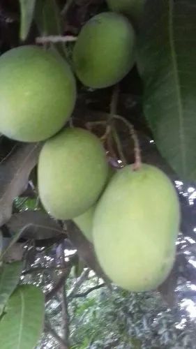 Langra Mango Plant