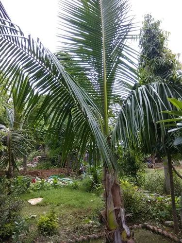 Lotan Coconut Plant