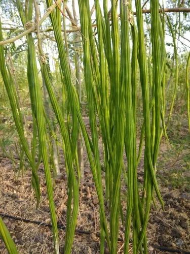 Moringa Plant