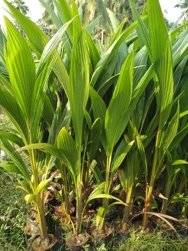 Natural Coconut Plant