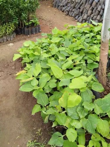 Natural Fig Plant