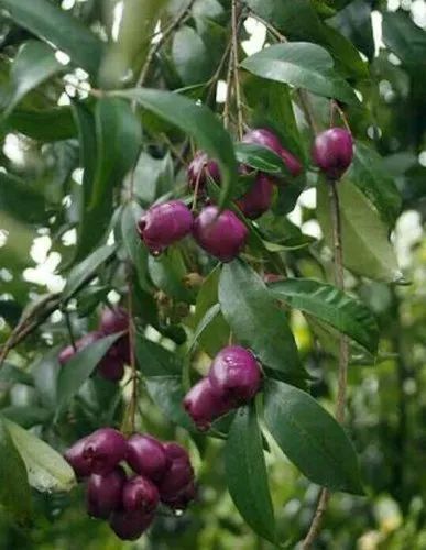 Pink Jamun Plant