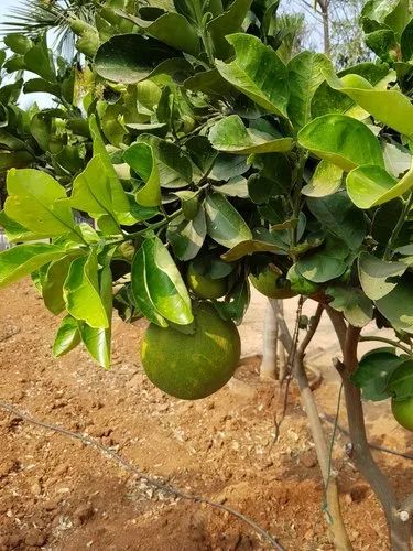 Rangpur Mosambi Fruit Plant