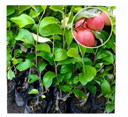 Red Apple Ber Plant