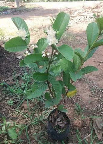 Taiwan Pink Guava Plant