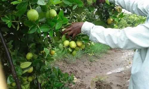 Tissue Culture Lemon Plant