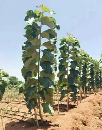 Tissue Culture Teak Plant