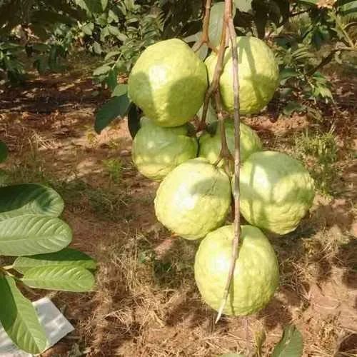 VNR Guava Plant